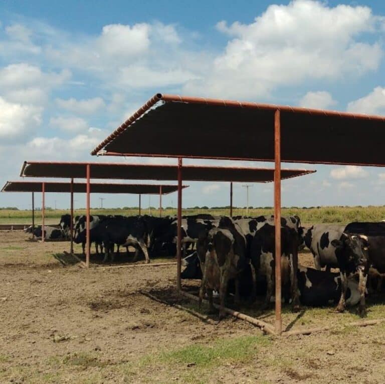 Protegiendo del sol al ganado y animales con malla raschell